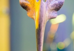 FPR2015_5487_M.jpg